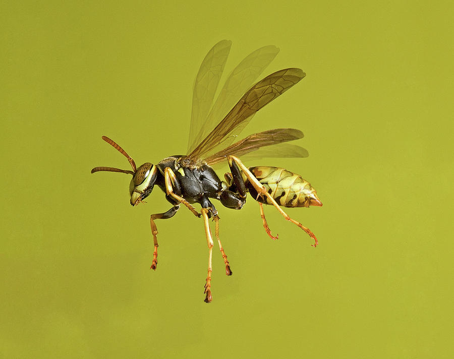European Paper Wasp Photograph