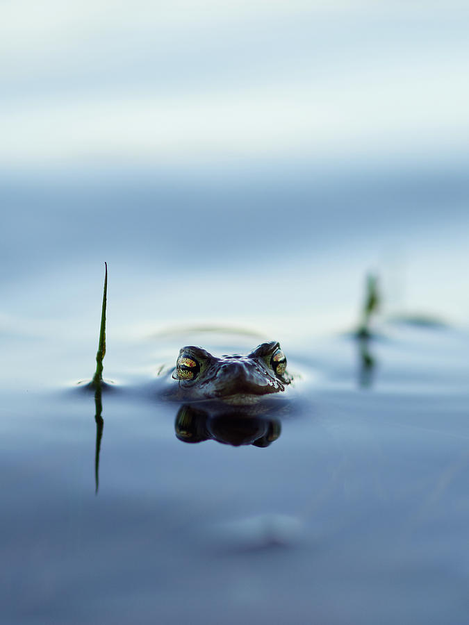 European toad #4 Photograph by Jouko Lehto