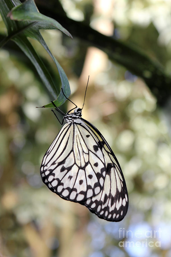 Exotic Butterflies at RHS Wisley Surrey UK #4 Photograph by Julia Gavin