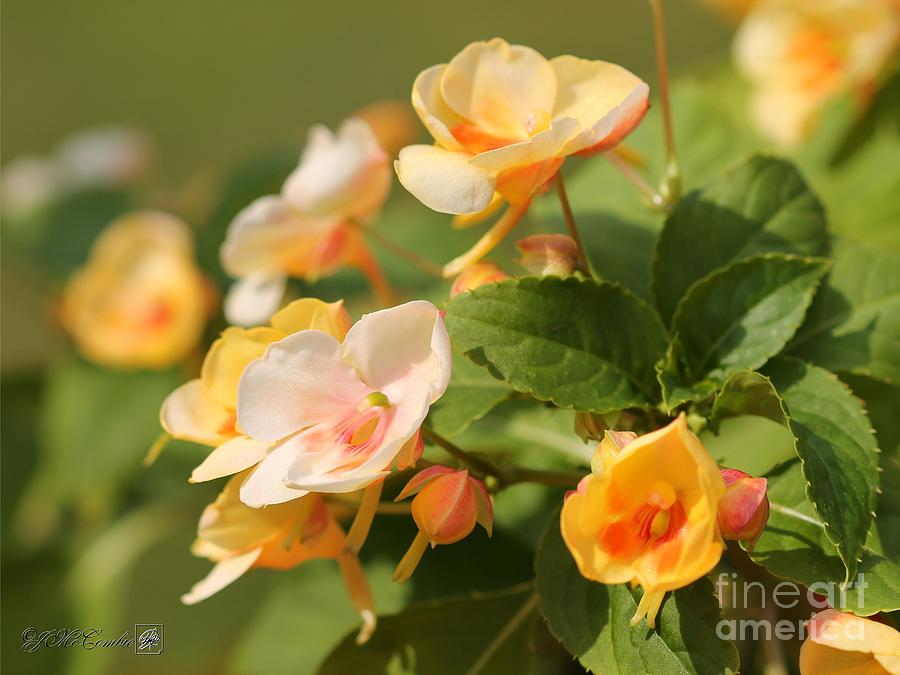 Exotic Impatiens named Fusion Glow Yellow #4 Photograph by J McCombie