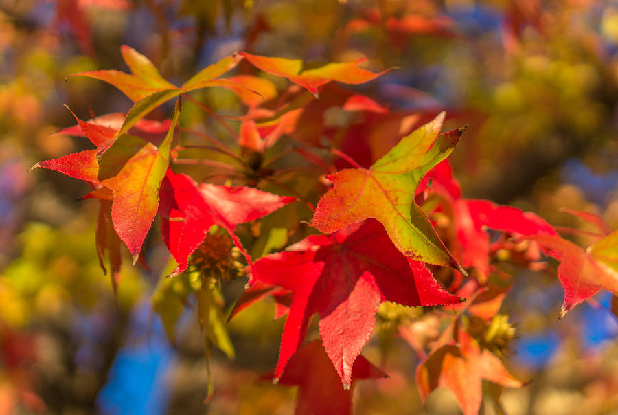 Fall foliage #4 Photograph by Asif Islam
