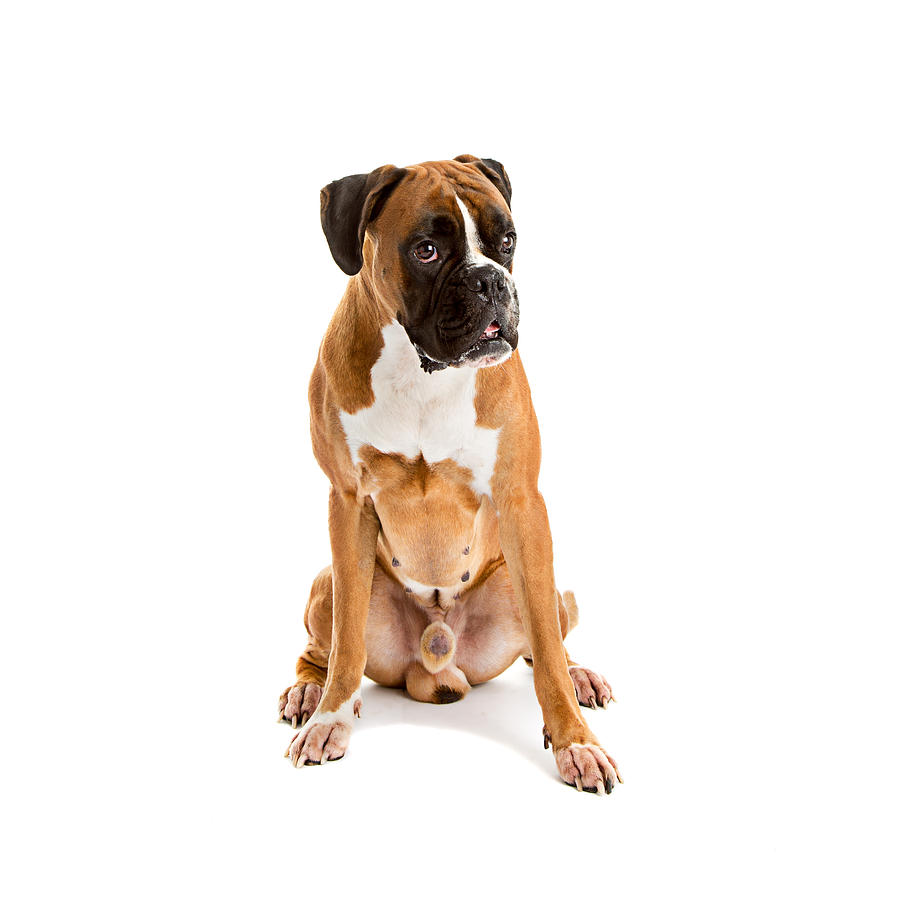 Fawn-colored Boxer Photograph by Boyan Dimitrov - Fine Art America