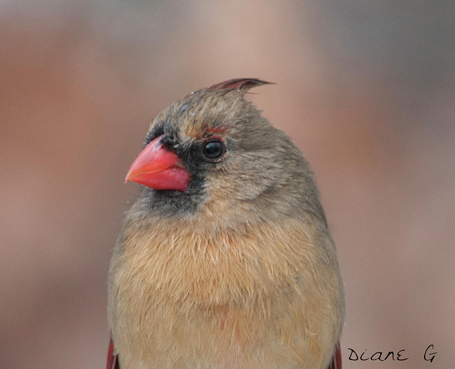 Female Cardinal #4 Photograph by Diane Giurco