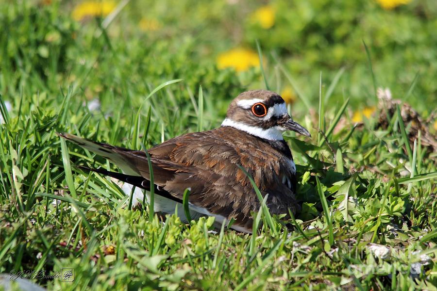 Female Killdeer on the Nest #3 Photograph by J McCombie