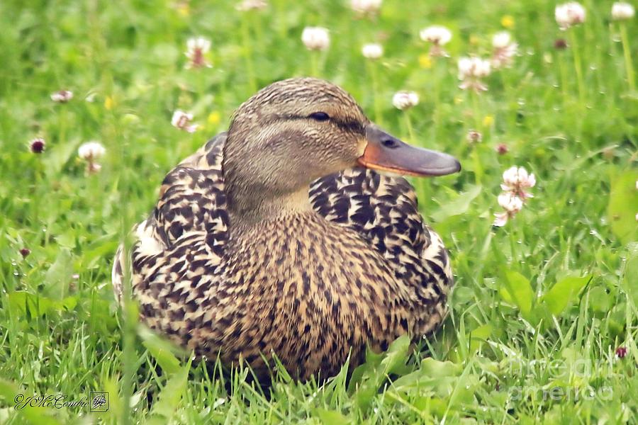 Female Mallard Duck Photograph By J Mccombie