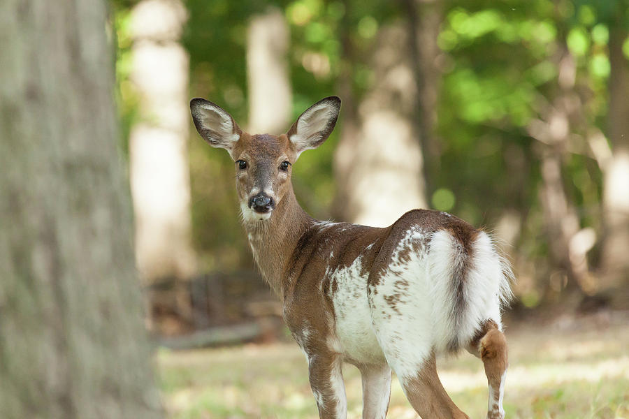 Female Piebald White-tailed Deer #4 Photograph by Erin Cadigan
