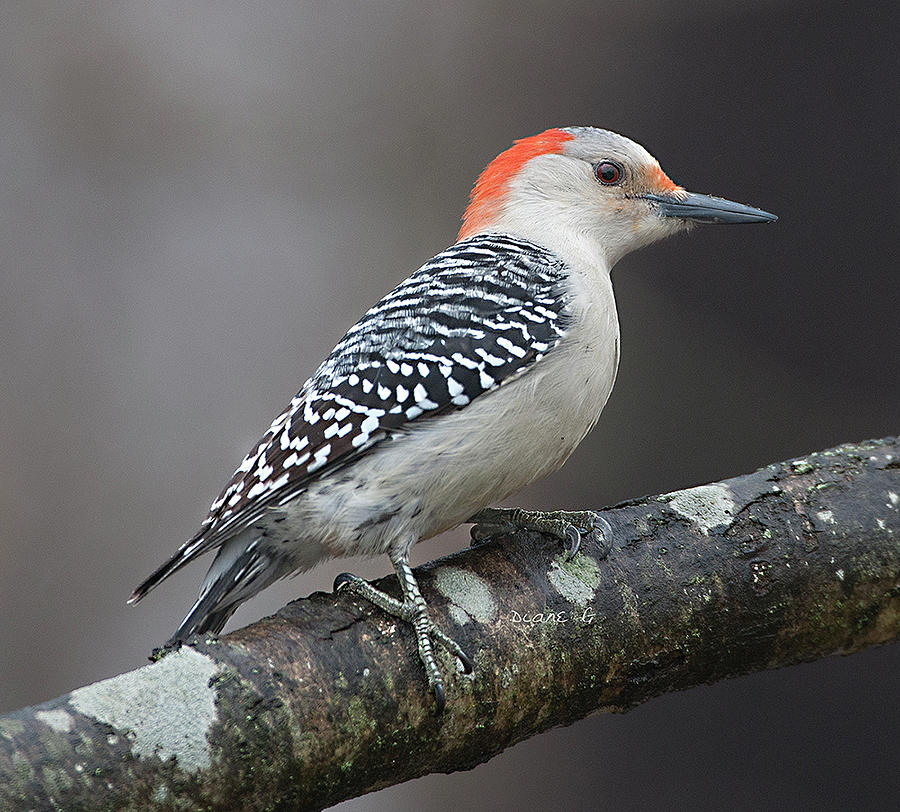 Female Red-bellied Woodpecker #4 Photograph by Diane Giurco