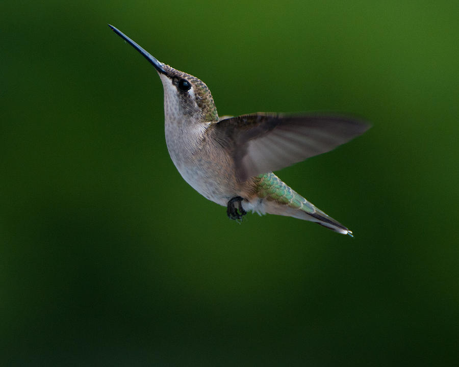 Nature Photograph - Female Ruby Throated Hummingbird #4 by Brenda Jacobs