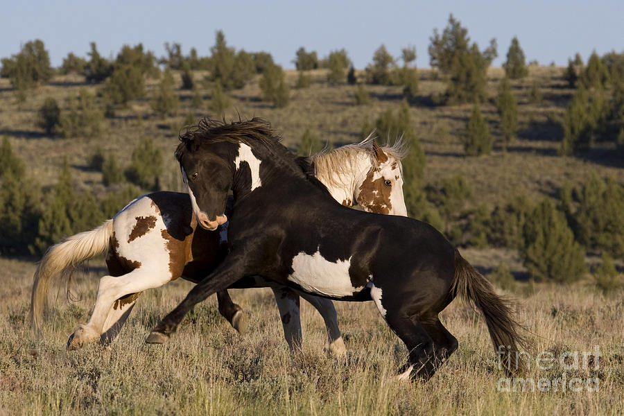 Fighting Stallions #4 Photograph by Jean-Louis Klein & Marie-Luce Hubert