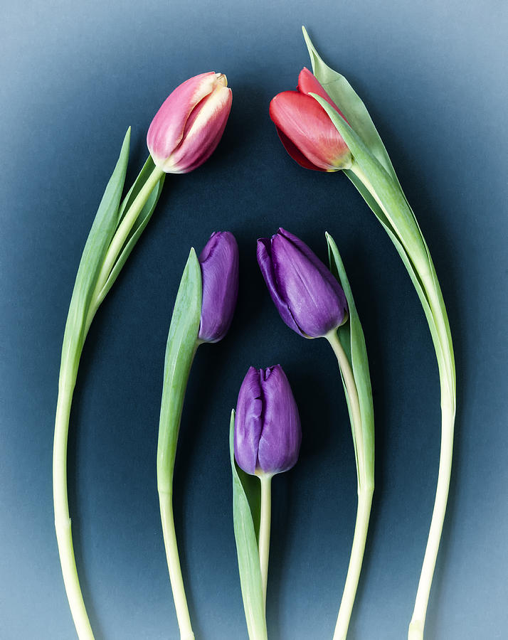 Five Tulips. Photograph by John Paul Cullen - Fine Art America