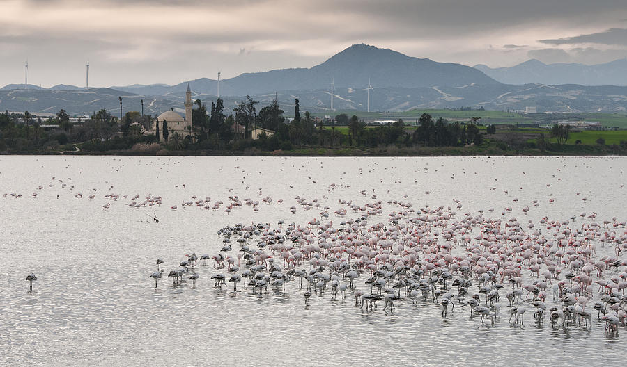 Flamingo Birds  #4 Photograph by Michalakis Ppalis