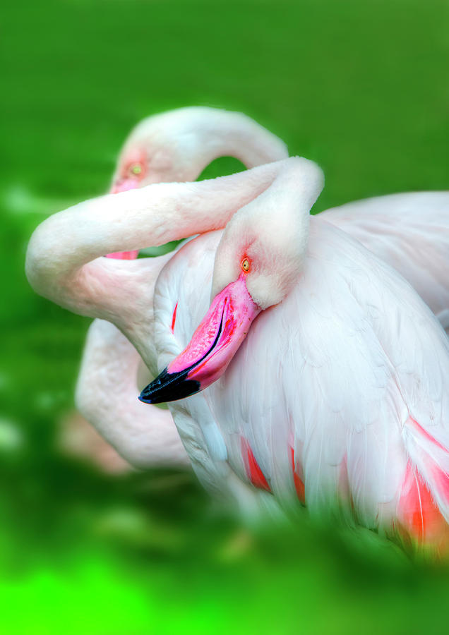 Flamingo  #4 Photograph by Gouzel -