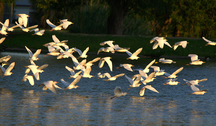 Heron Photograph - Flock Of Egrets And Herons In Flight #4 by Roy Williams