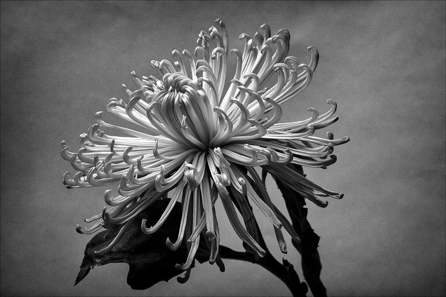 Floral Still Life #4 Photograph by Robert Ullmann