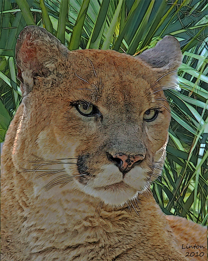 Nature Digital Art - Florida Panther #4 by Larry Linton