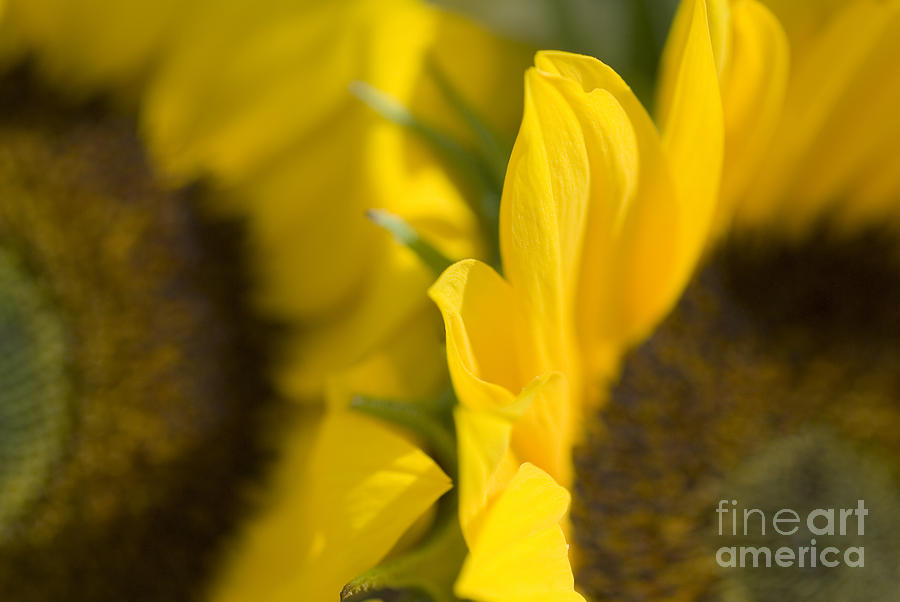 Abstract Photograph - Flower Abstract #4 by Ray Laskowitz - Printscapes