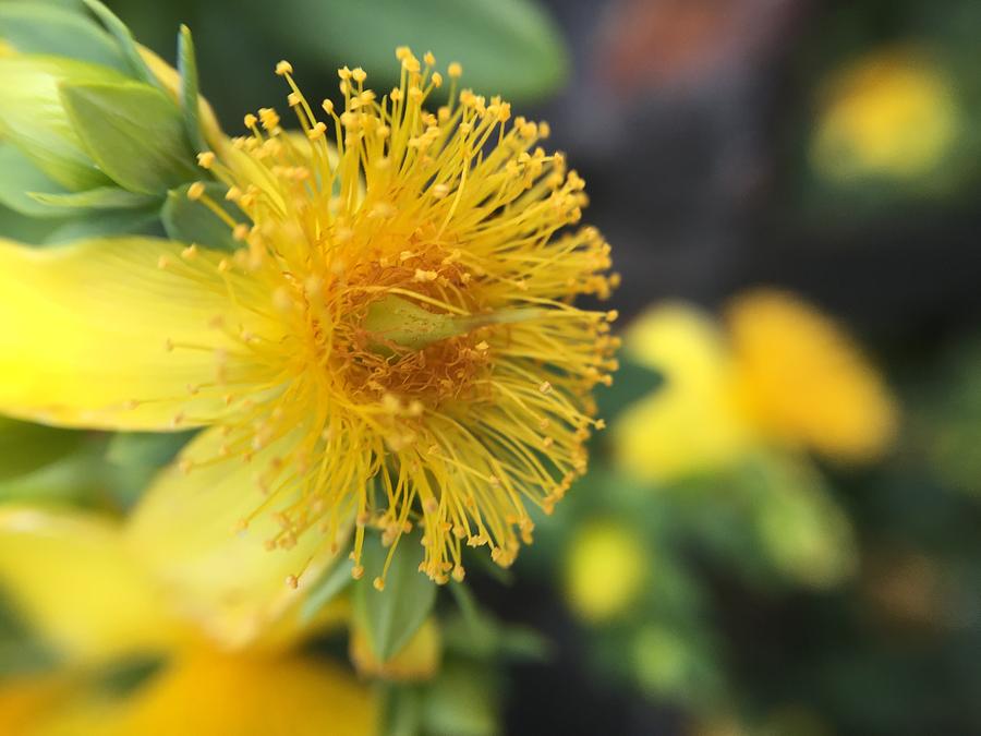Flower Photograph - Flower by Maxim Tzinman Flower Photograph - Flower by Maxim Tzinman