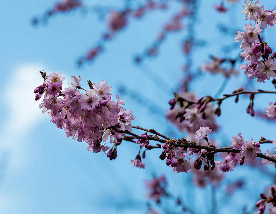 Flowering Tree #4 Photograph by Robert Ullmann