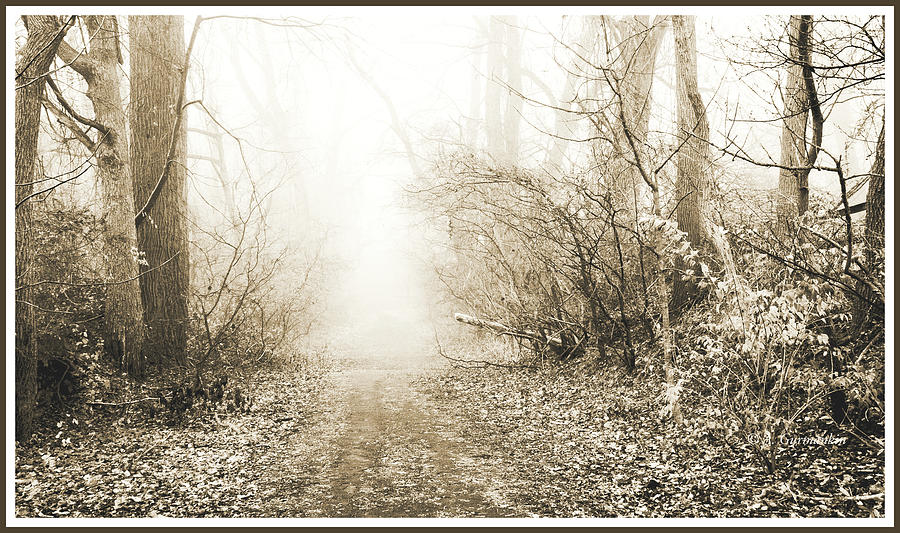 Foggy Morning Woods Montgomery County Pennsylvania #4 Photograph by A Macarthur Gurmankin