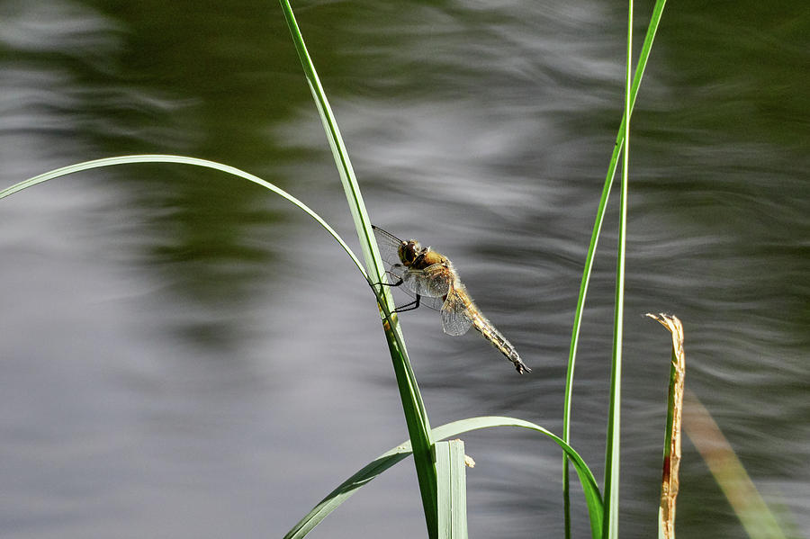 Four-spotted chaser #4 Photograph by Jouko Lehto