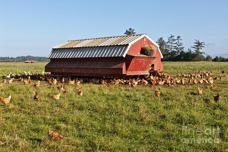 Free Range Chickens #4 Photograph by Inga Spence