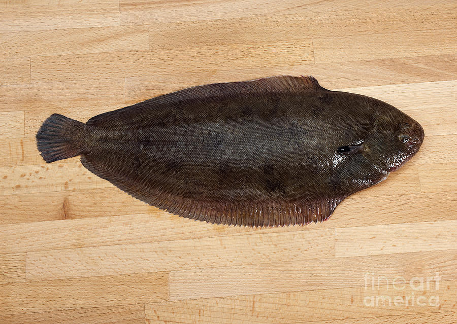 Fresh Sole Fish Solea Solea #4 Photograph by Gerard Lacz
