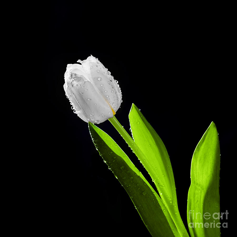 Spring Photograph - Fresh white tulip with water drops close-up on black background #4 by Michal Bednarek