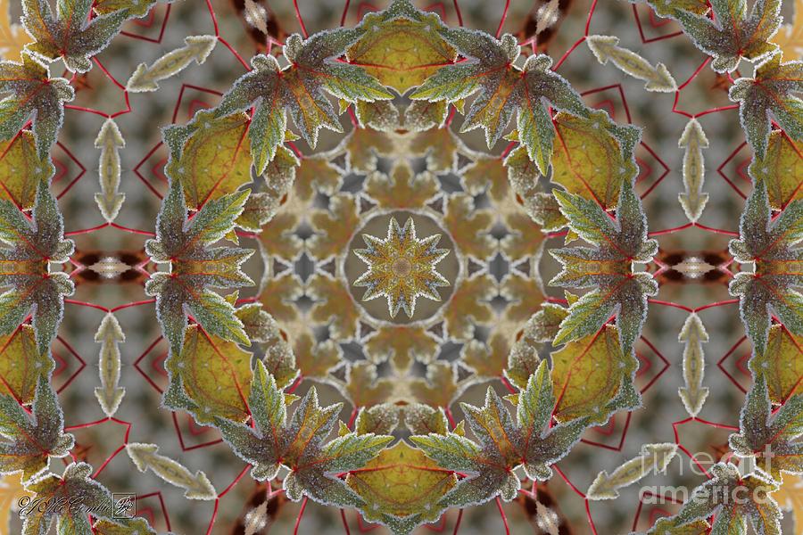 Frosted Maple Leaf Kaleidoscope #3 Digital Art by J McCombie