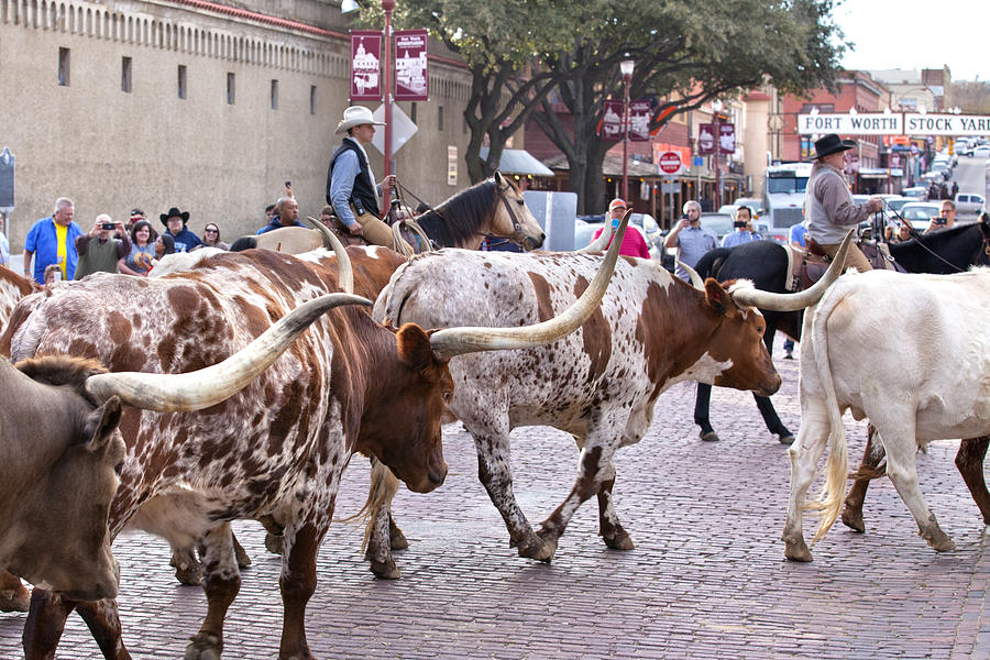 Ft Worth Longhorn Cattle Drive  #4 Photograph by Anthony Totah