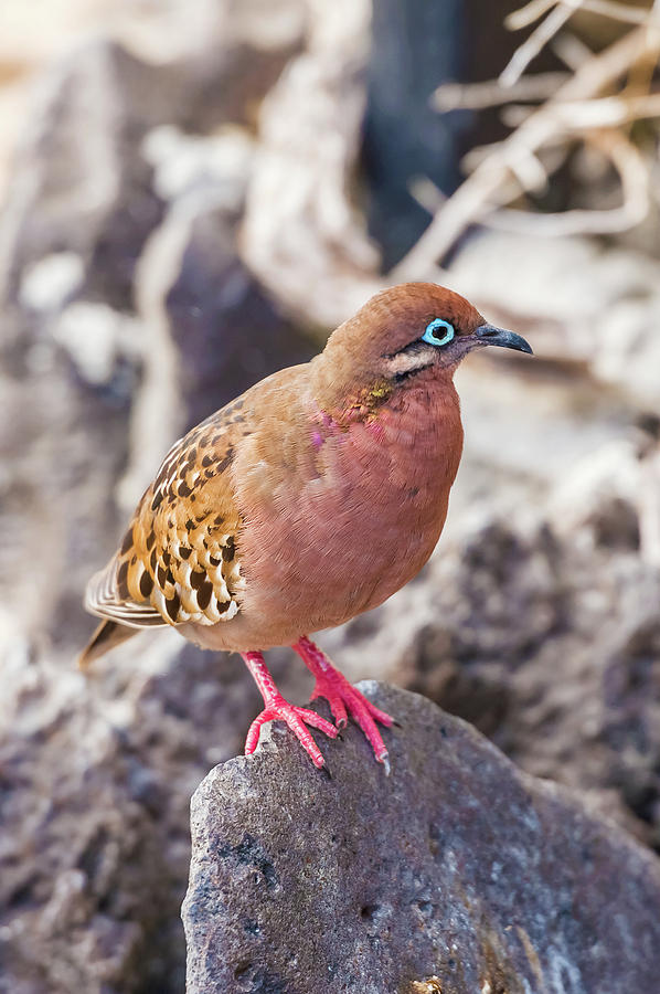 Galapagos dove in Espanola island. #4 Photograph by Marek Poplawski