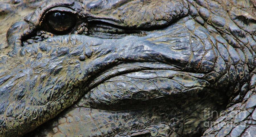 Alligator Photograph - Gator #4 by Paulette Thomas