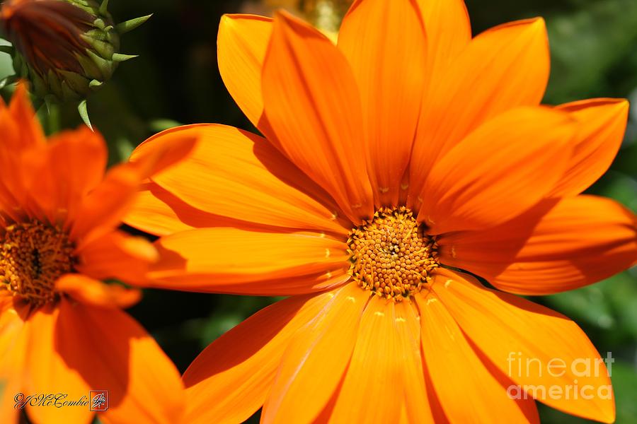 Gazania named New Day Clear Orange #4 Photograph by J McCombie