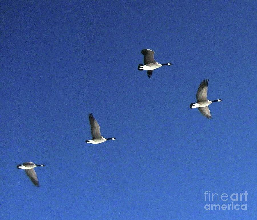4 Geese in Flight Photograph by Cindy Schneider
