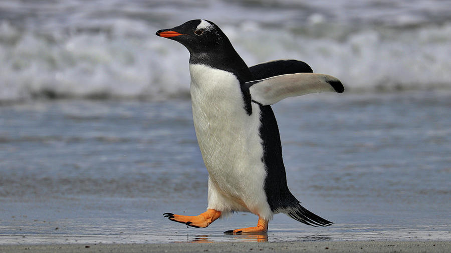 Gentoo Penguins Falkland Islands #4 Photograph by Paul James Bannerman
