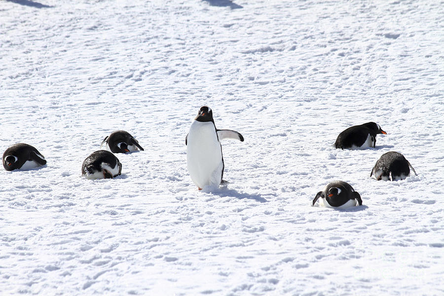 Gentoo penguins Pygoscelis papua #4 Photograph by Lilach Weiss