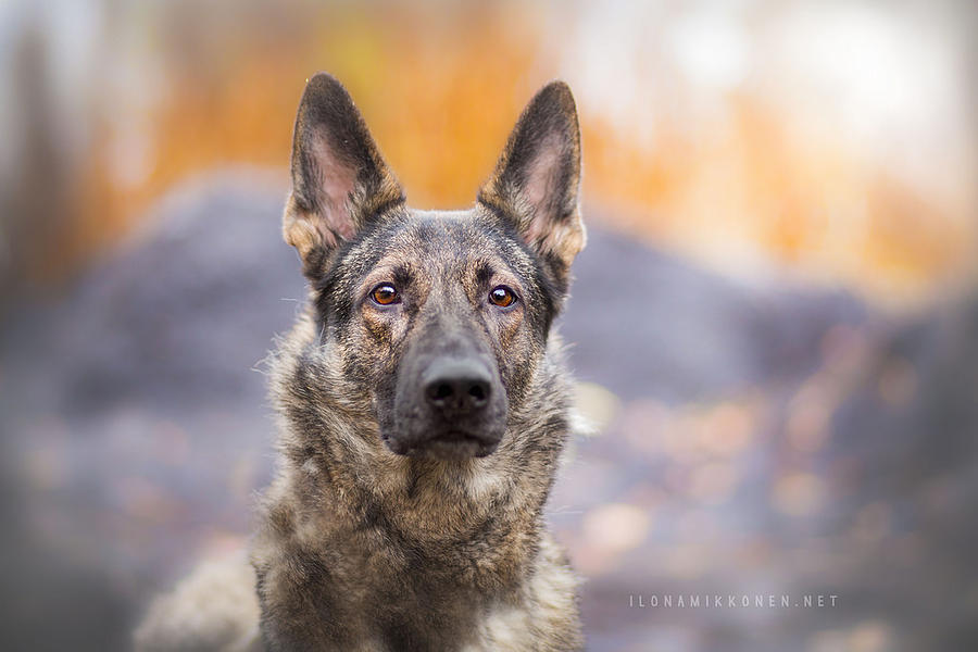 German Shepherd Photograph - German Shepherd #4 by Mariel Mcmeeking