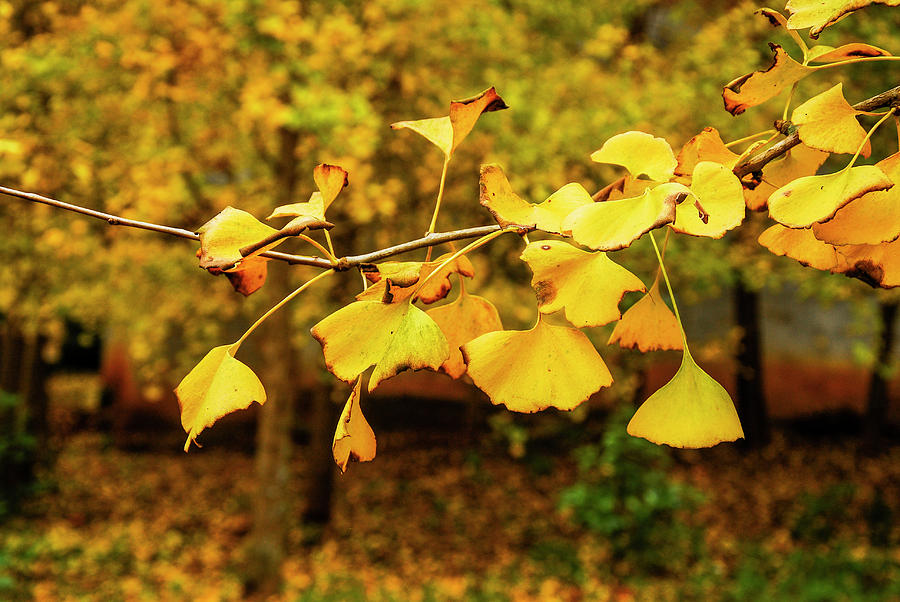 Ginkgo tree leaves in autumn #4 Photograph by Carl Ning