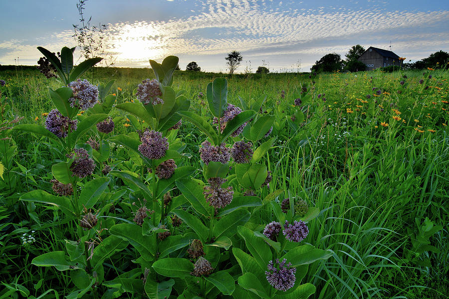 Glacial Park Prairie Wildflowers #4 Photograph by Ray Mathis