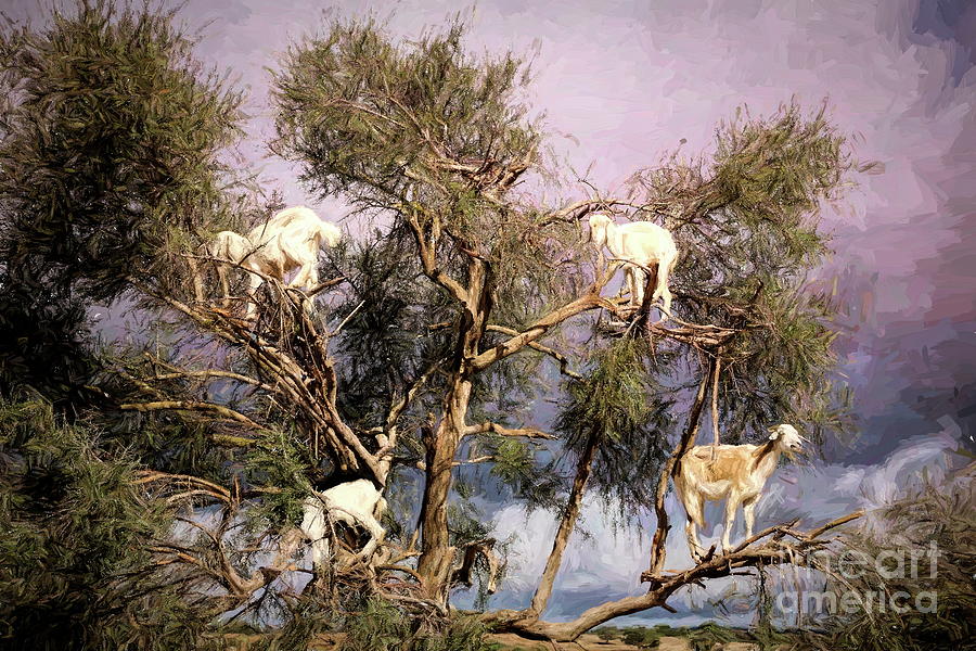 4 Goats in Tree Argan Oil Begins Here Morocco 1 of 4  Photograph by Chuck Kuhn