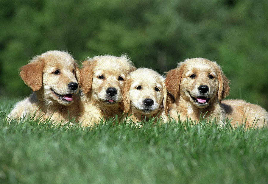 4 Golden Retriever Puppy On Grass Photograph by Stan Fellerman