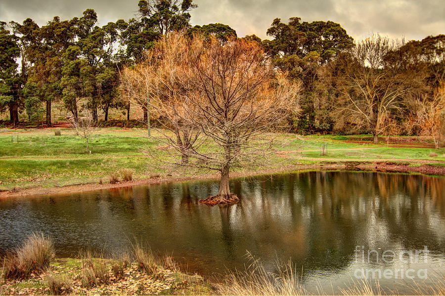 Golden Valley Tree Park #4 Photograph by Elaine Teague