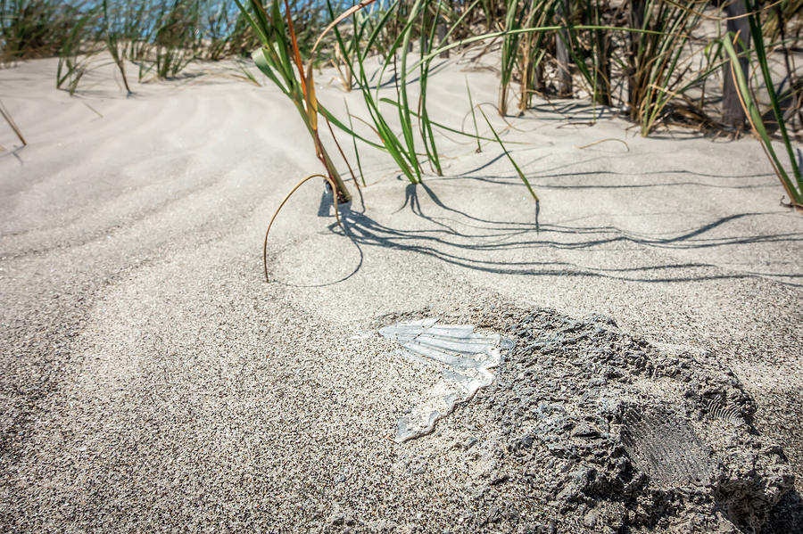 Grassy Windy Sand Dunes On The Beach #4 Photograph by Alex Grichenko