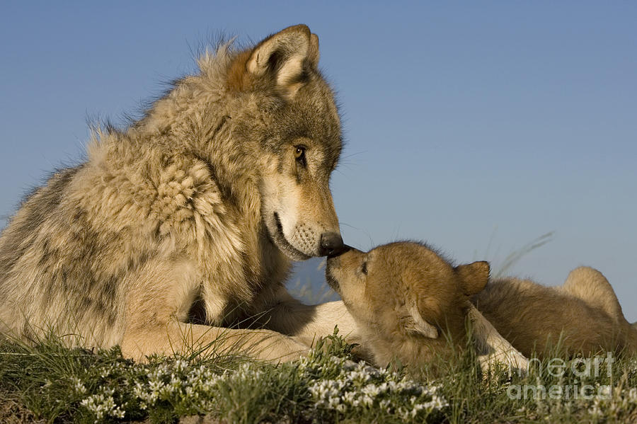 Gray Wolf And Cub Photograph By Jean Louis Klein And Marie Luce Hubert Fine Art America