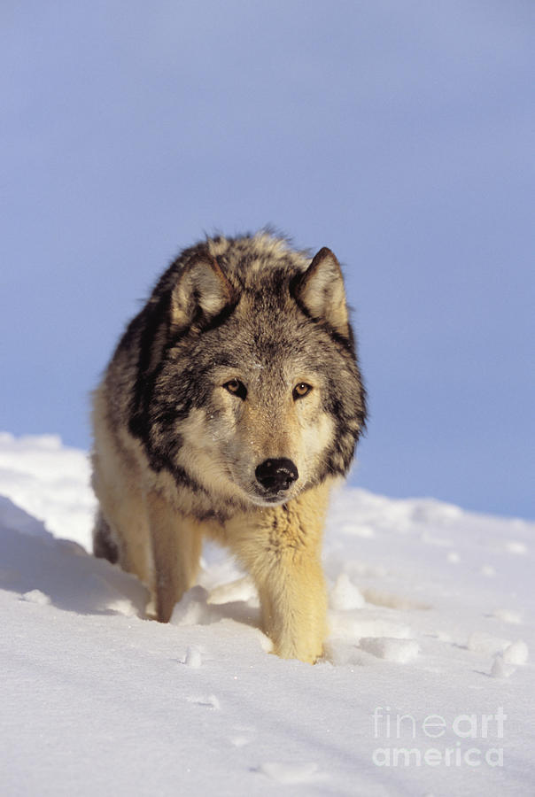 Gray Wolf #4 Photograph by John Hyde - Printscapes