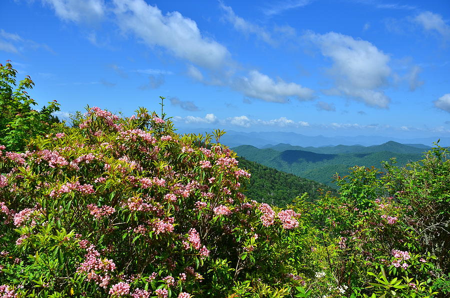 Mountain Laurel Photograph - Great Balsam Mountains on the Blue Ridge Parkway #4 by Michael Weeks