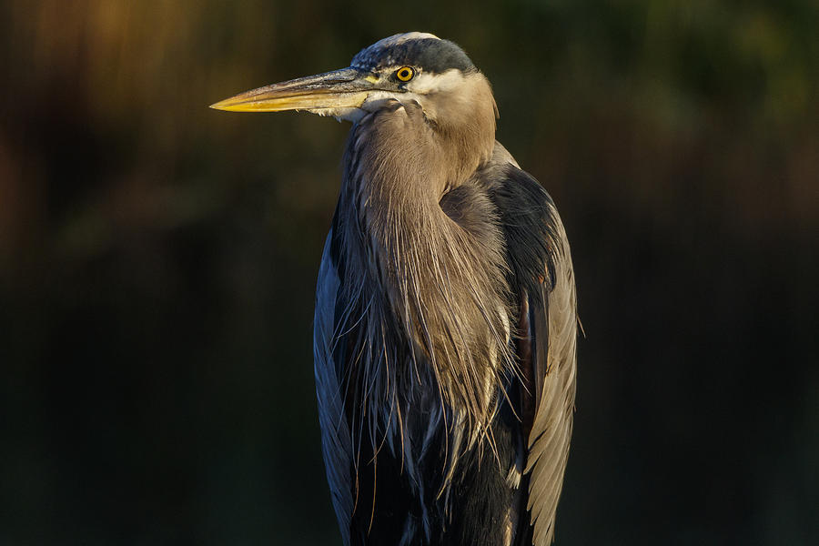 Great Blue Heron, American River, Sacramento, CA Photograph by Lewis ...