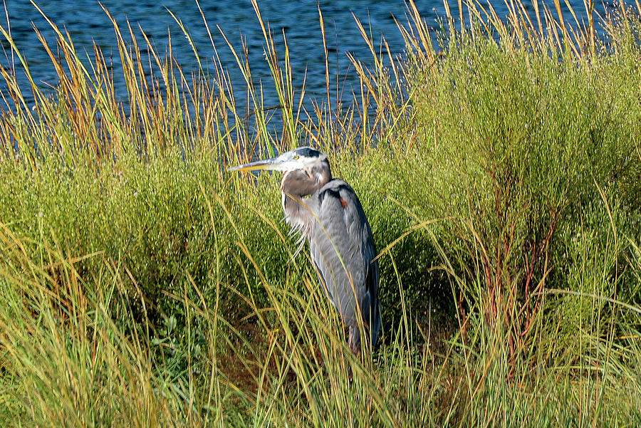 Great Blue Heron #4 Photograph by Bill Hosford