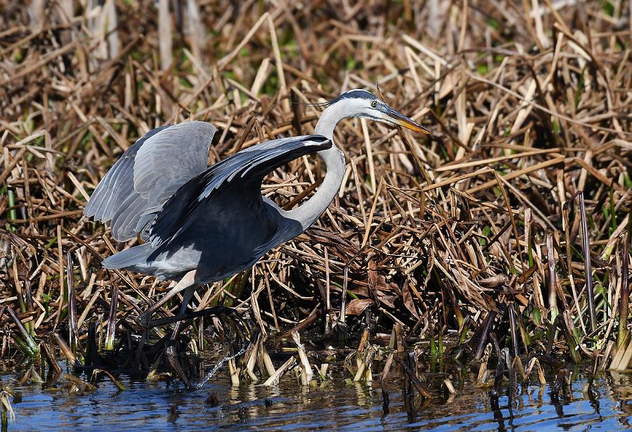 Great Blue Heron #4 Photograph by David Campione