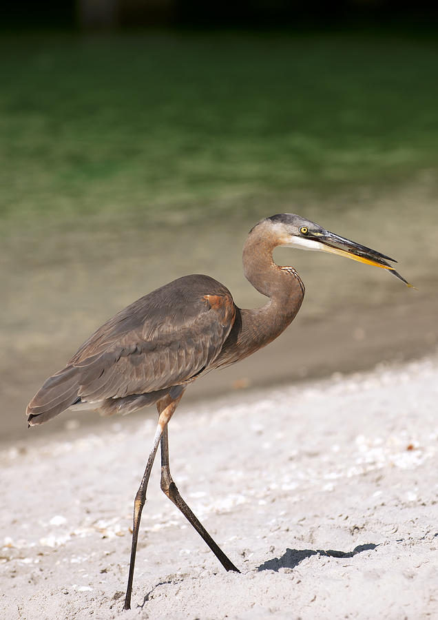 Great blue heron #4 Photograph by Gouzel -