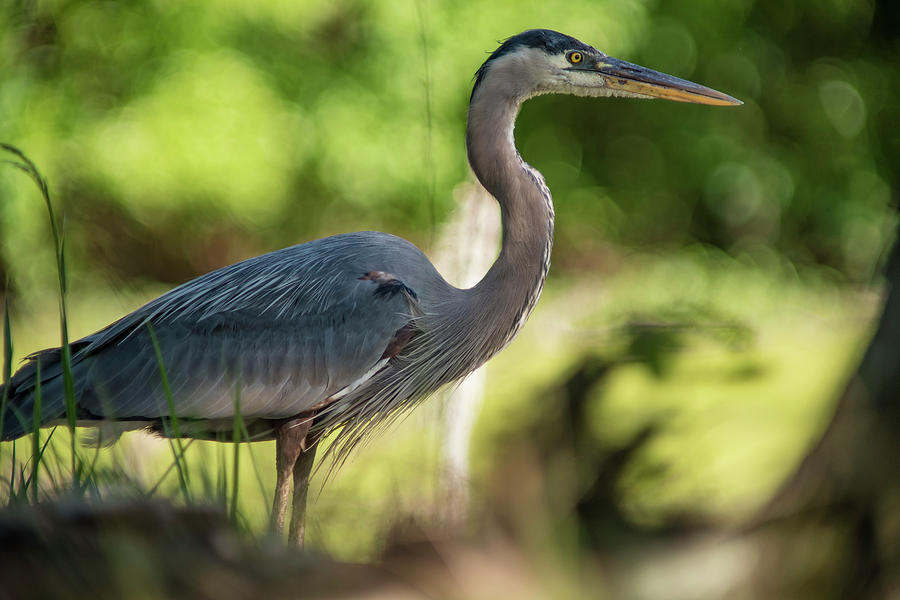 Great Blue Heron Photograph by Gunter Weber - Fine Art America